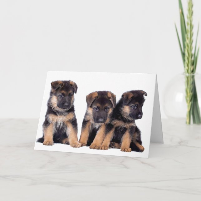 TARJETA GRUPO DE PERROS, VETERINARIO Y CAMINO DE PERROS (Anverso)