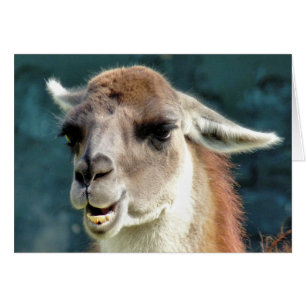 TARJETA GUANACO