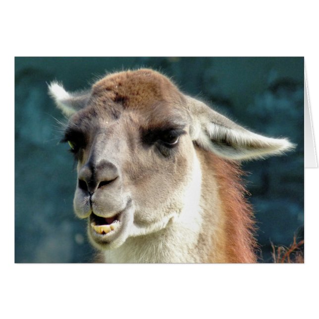 TARJETA GUANACO (Anverso (Horizontal))