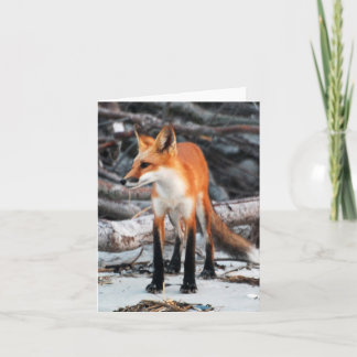Tarjeta Guardar nuestra serie Planeta Red Fox nota/tarjeta