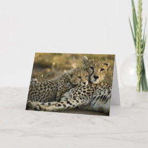 Tarjeta Guepardo, Acinonyx jubatus, con cría en el Masai 2