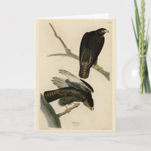 Tarjeta Guerrero negro (Halcón de cola roja) de aves auduó