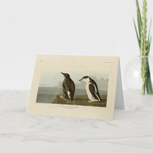 Tarjeta Guillemot con billetera delgante, Aves Audubon de 