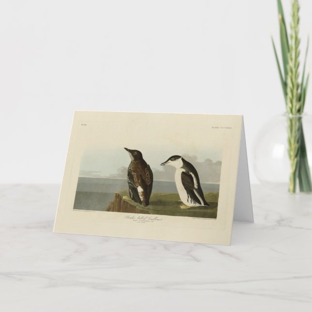 Tarjeta Guillemot con billetera delgante, Aves Audubon de  (Anverso)