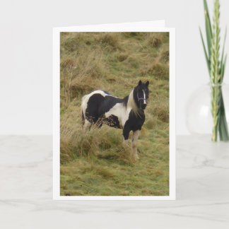 Tarjeta Gypsy pony stallion horse card