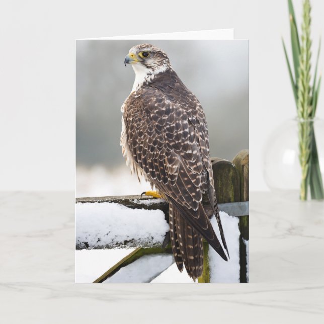 Tarjeta Gyrfalcon (Anverso)