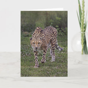 Tarjeta Hackers Up Cheetah