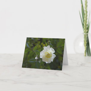 Tarjeta Hada de sombra de rosa blanca