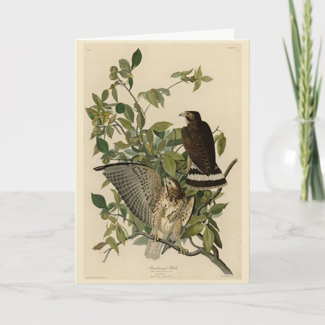 Tarjeta Halcón de ala ancha de los pájaros de América de A (Anverso)