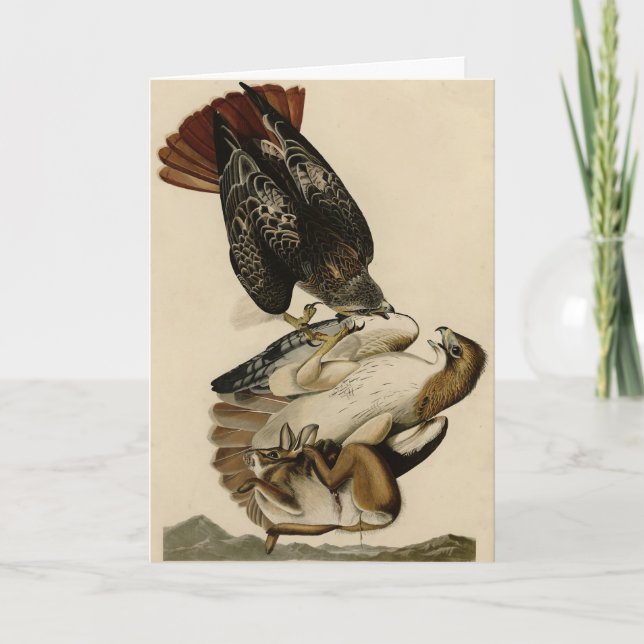 Tarjeta Halcón de cola roja de Aves de América de Audubon (Anverso)