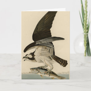 Tarjeta Halcón de pescado, Osprey, de los pájaros estadoun