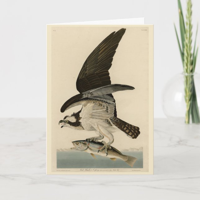 Tarjeta Halcón de pescado, Osprey, de los pájaros estadoun (Anverso)