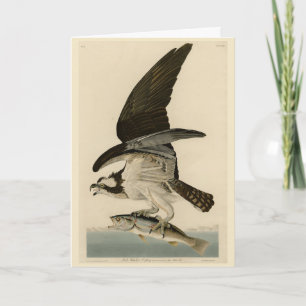 Tarjeta Halcón de pescado, Osprey, de los pájaros estadoun