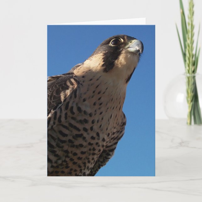 Tarjeta Halcón Peregrino (Anverso)