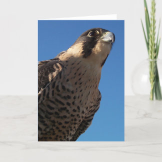 Tarjeta Halcón Peregrino
