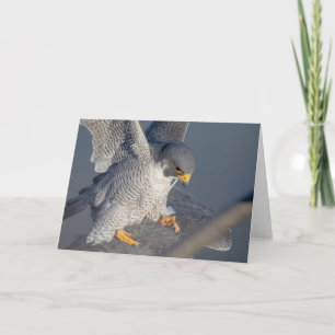 Tarjeta Halcón Peregrino a lo largo del río Hudson