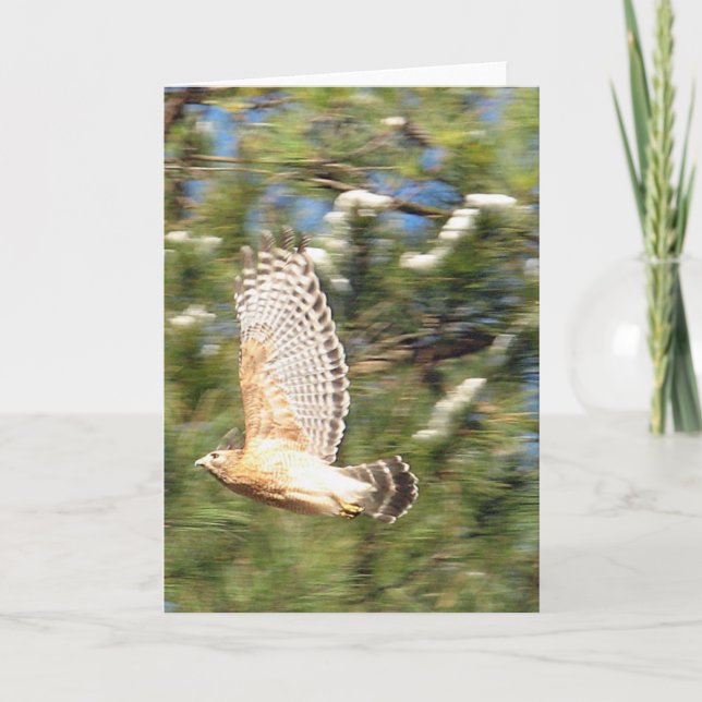 Tarjeta Halcón rojo con hombro en diseño fotográfico de vu (Anverso)