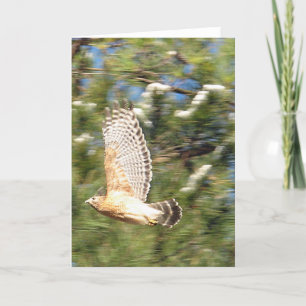Tarjeta Halcón rojo con hombro en diseño fotográfico de vu