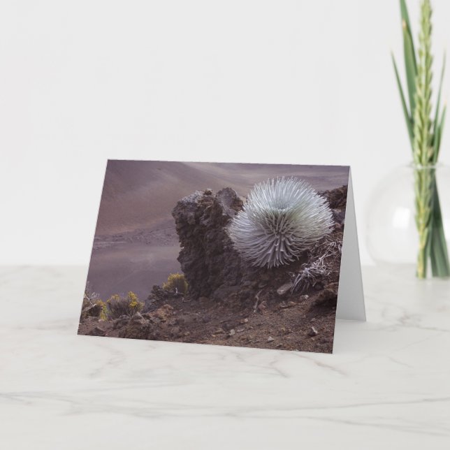 Tarjeta Haleakala Silversword (Anverso)