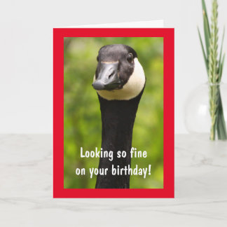 Tarjeta Handsome Canada Goose Funny Birday Card