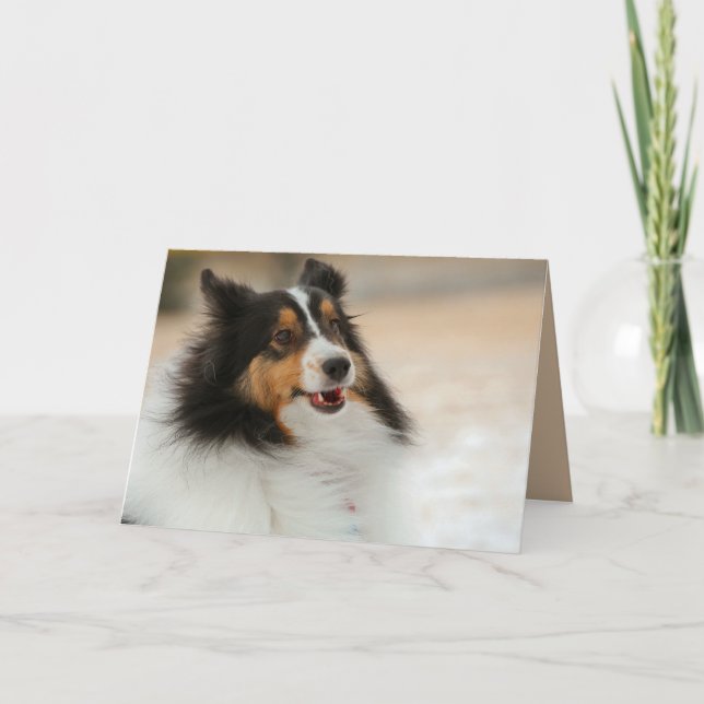 Tarjeta Happy Shelty (Anverso)