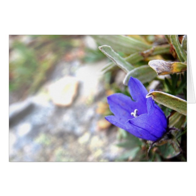 Tarjeta Harebell Ártica (Anverso (Horizontal))