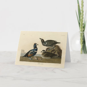 Tarjeta Harlequin Duck - de los pájaros estadounidenses de