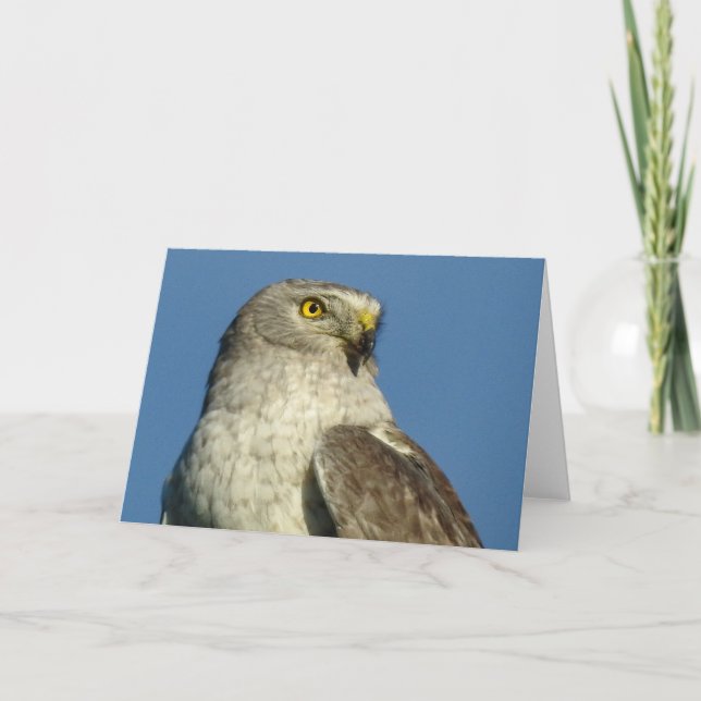 Tarjeta Harrier Notecard (Anverso)