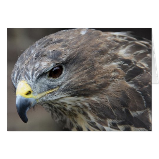 Tarjeta Harris Hawk