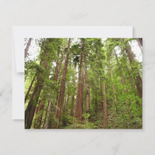Tarjeta Hasta secuoyas en el Monumento Nacional Muir Woods