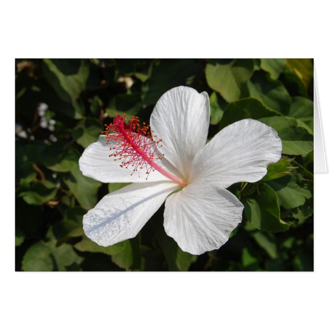 Tarjeta hawaiana blanca hibiscus (Anverso (Horizontal))