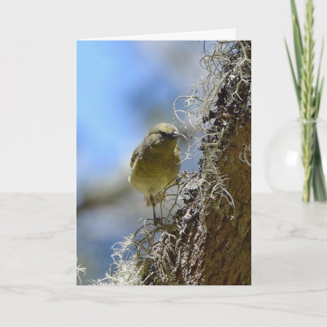 Tarjeta Hawaii Amakihi (Anverso)