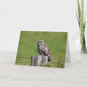 Tarjeta Hawaiian Pueo