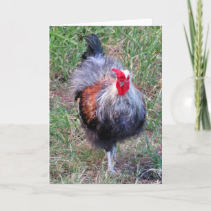 Tarjeta Hawaiian Rooster