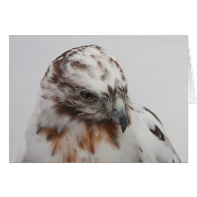 Tarjeta Hawk (Anverso (Horizontal))