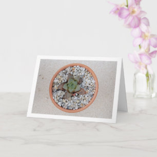 Tarjeta Haworthia cooperi, planta suculenta