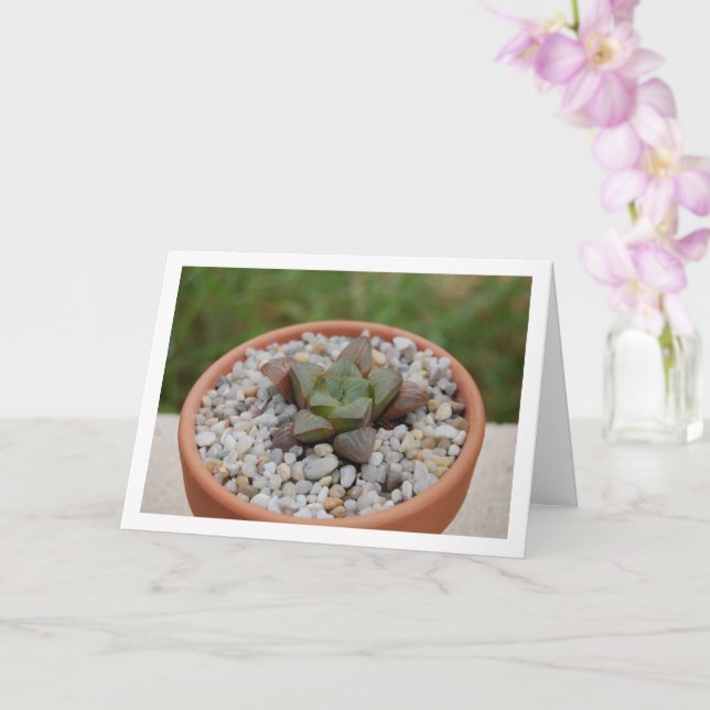 Tarjeta Haworthia cooperi, planta suculenta (Orquídea)