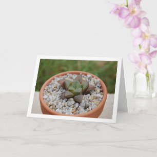 Tarjeta Haworthia cooperi, planta suculenta