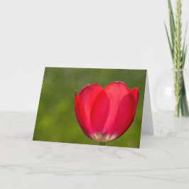 Tarjeta Hay tulipanes y tulipanes
