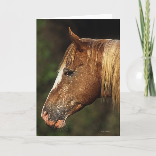 Tarjeta Headshot 1 del caballo del Appaloosa (Anverso)