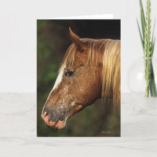 Tarjeta Headshot 1 del caballo del Appaloosa