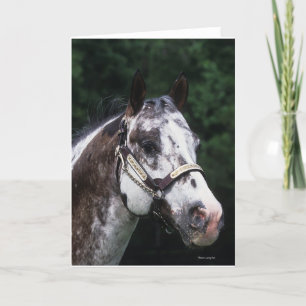 Tarjeta Headshot 2 del caballo del Appaloosa