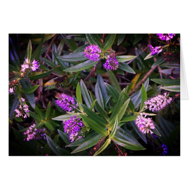 Tarjeta Hebe Mauve Fingers (Anverso (Horizontal))