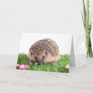 Tarjeta hedgehog