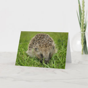 Tarjeta Hedgehog