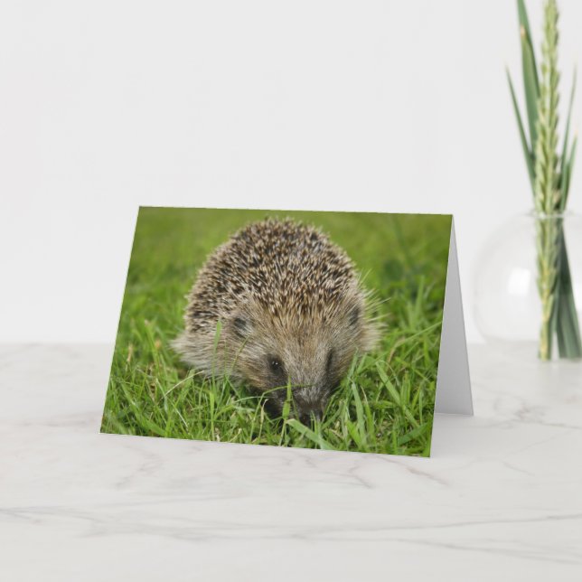 Tarjeta Hedgehog (Anverso)