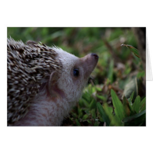 tarjeta hedgehog estándar