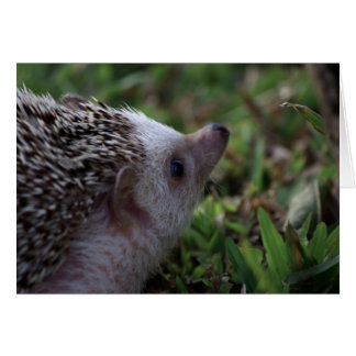 tarjeta hedgehog estándar