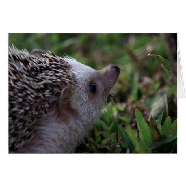 tarjeta hedgehog estándar (Anverso (Horizontal))