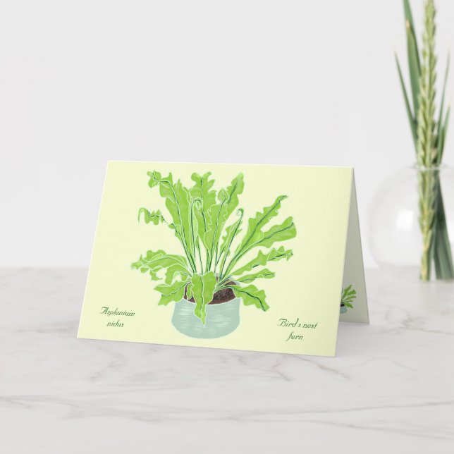 Tarjeta Helicóptero de nido de pájaro asplenium - dibujand (Anverso)